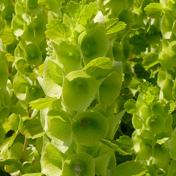 Klokken van Ierland zaden