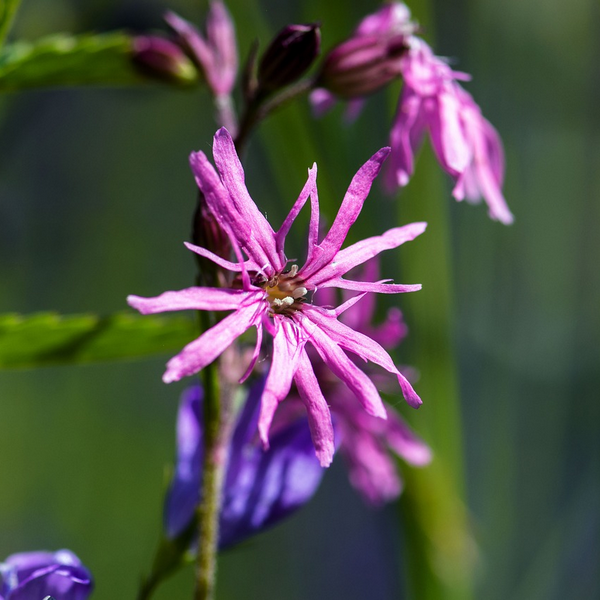 Brandende Liefde zaden
