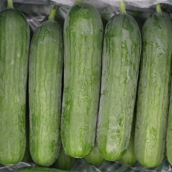 Mini komkommer zaden