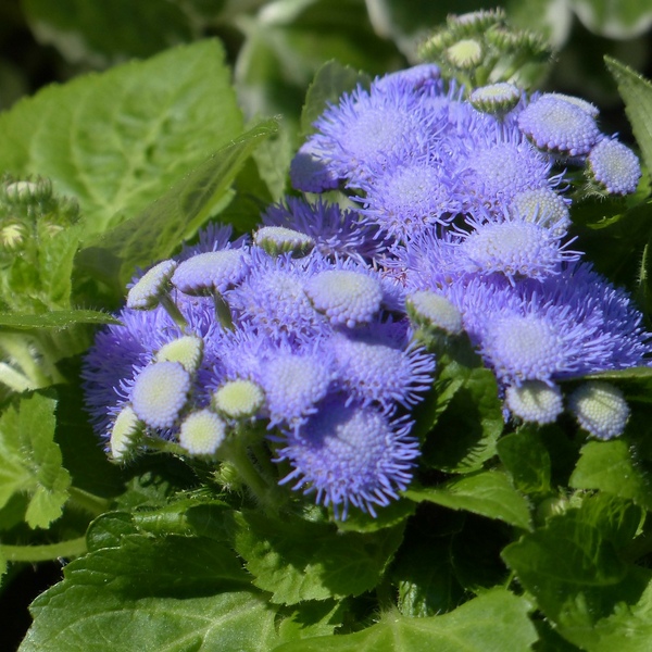 Ageratum zaden