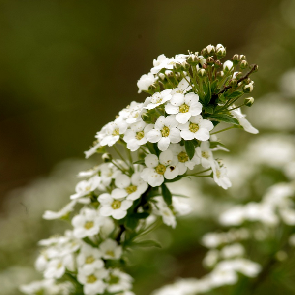 Alyssum zaden