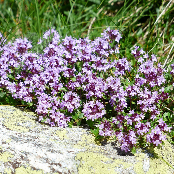Marjolein (Oregano) zaden