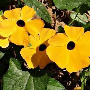 Suzanne-met-de-mooi-ogen zaden