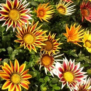 Gazania zaden