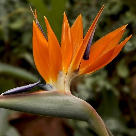 Paradijsvogelbloem zaden