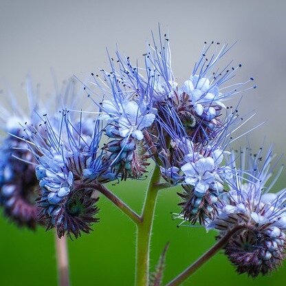Phacelia zaden
