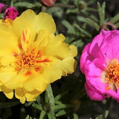 Portulaca zaden