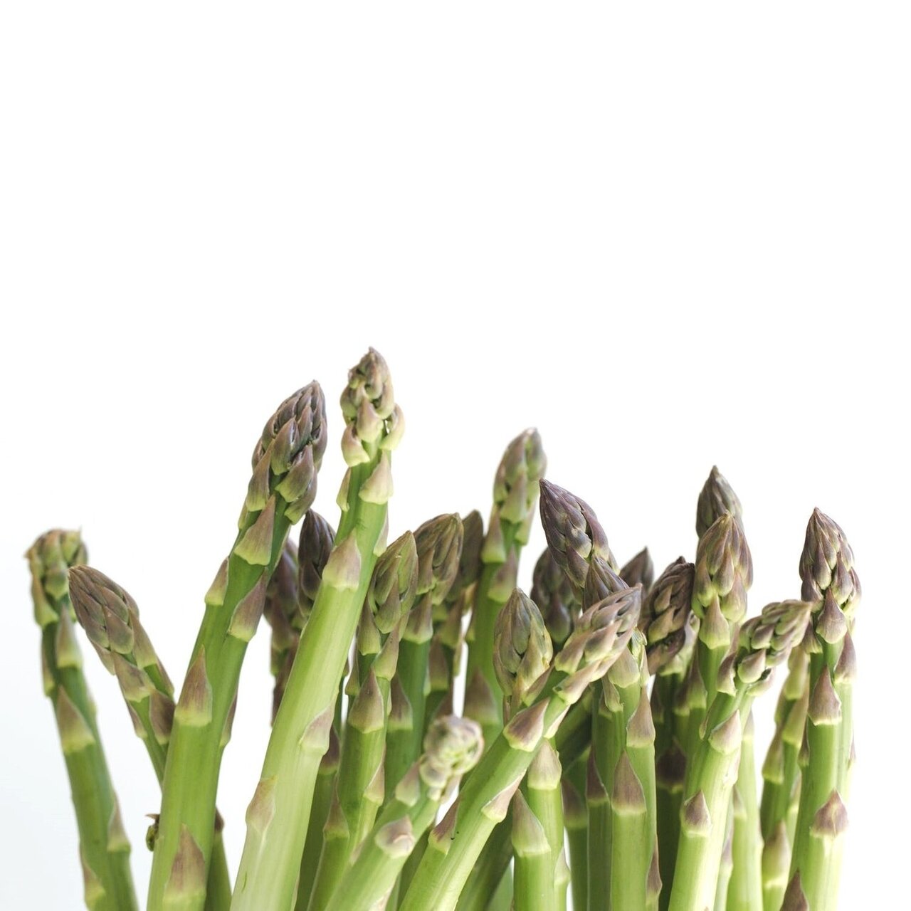Asperge zaden
