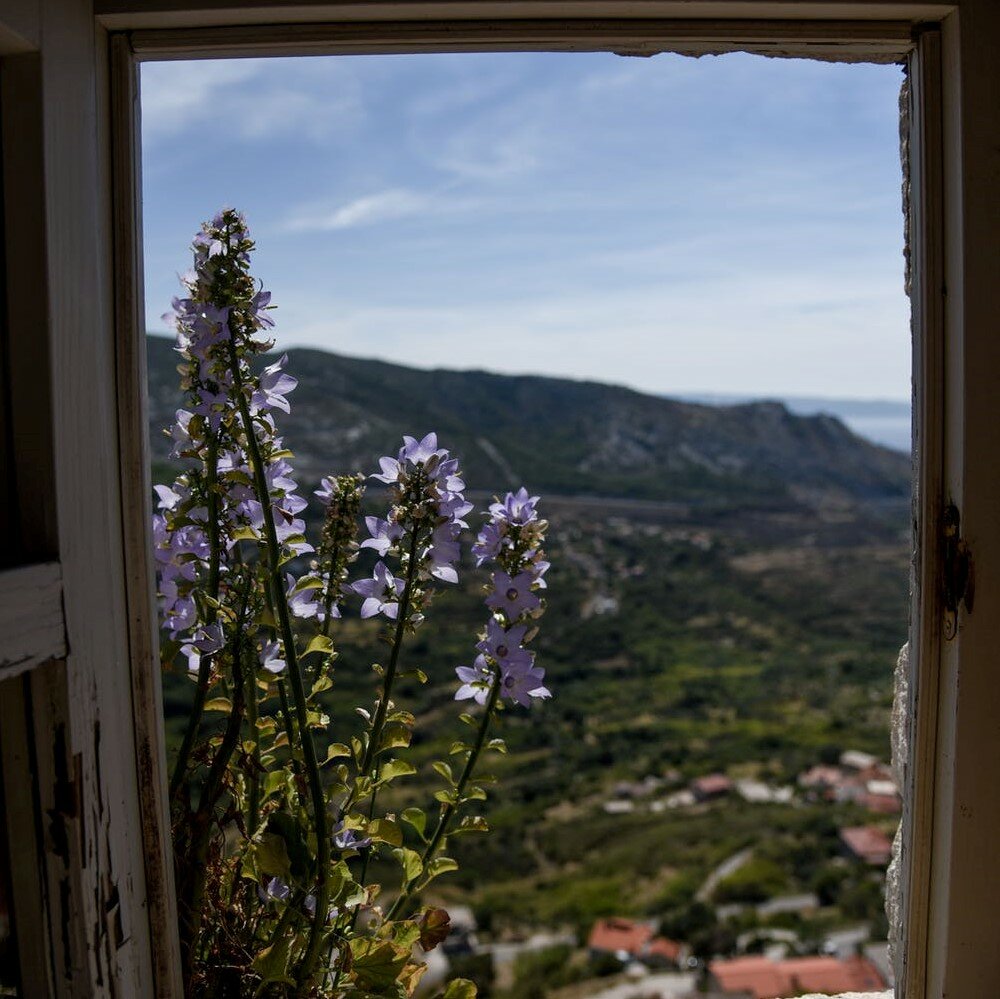 Perzikbladklokje zaden