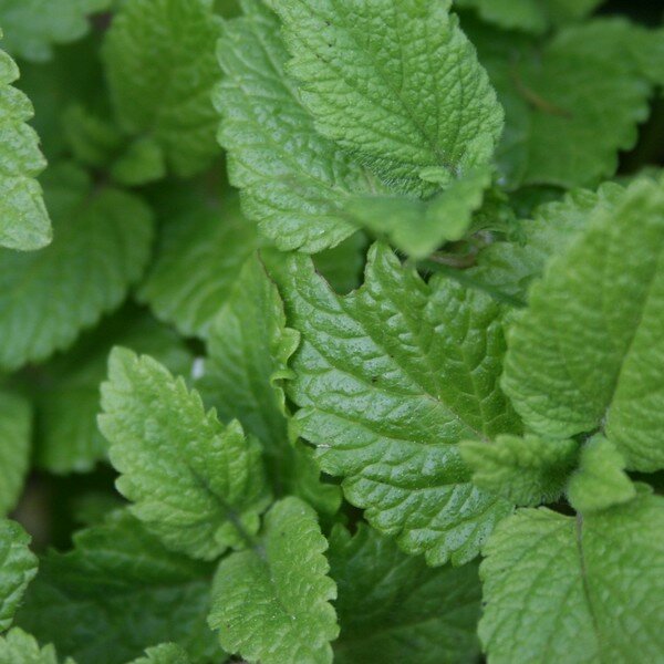 Citroenmelisse zaden