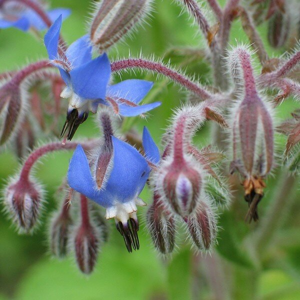 Komkommerkruid zaden