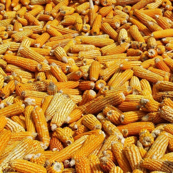 Maïs zaden