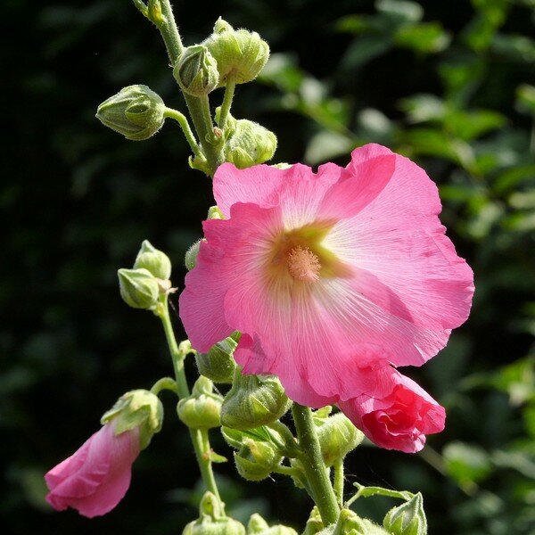 Tweejarige bloemen zaden