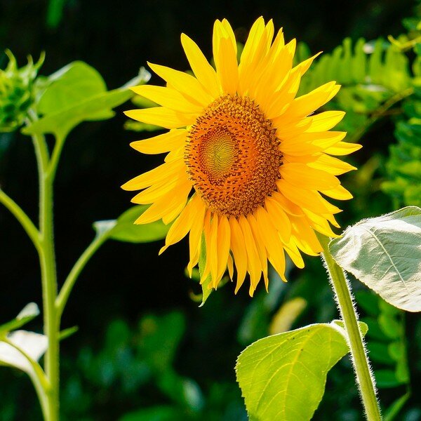 Eenjarige bloemen zaden