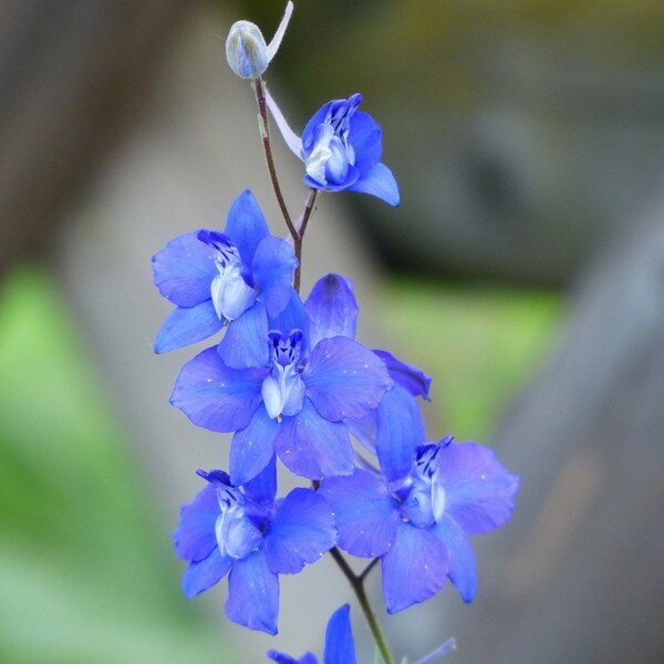 Meerjarige bloemen zaden