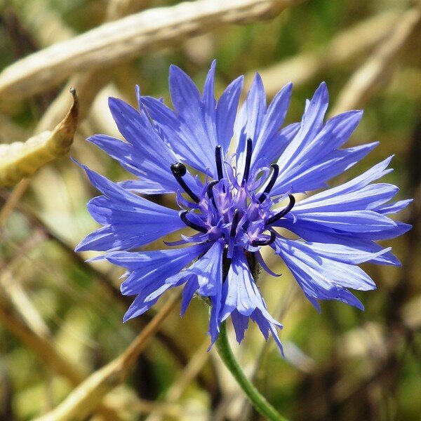 Eetbare bloemen zaden