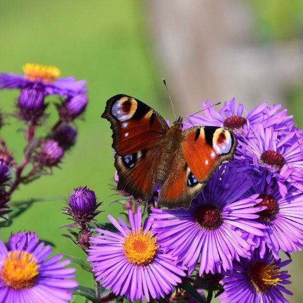 Vlinderbloemen zaden