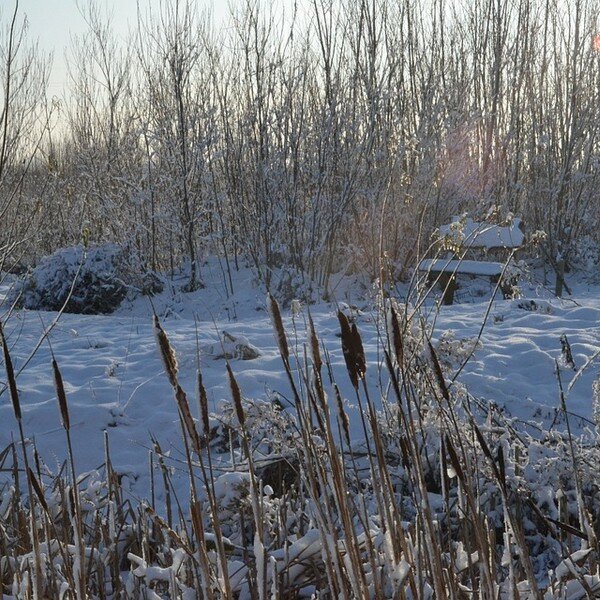Zaaikalender januari