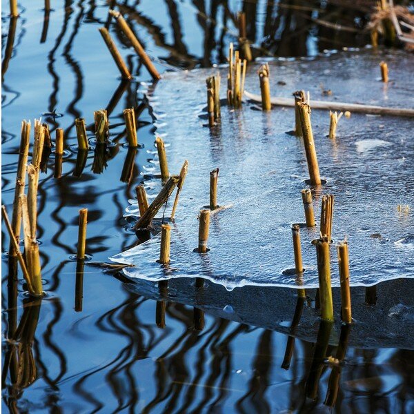 Zaaikalender februari