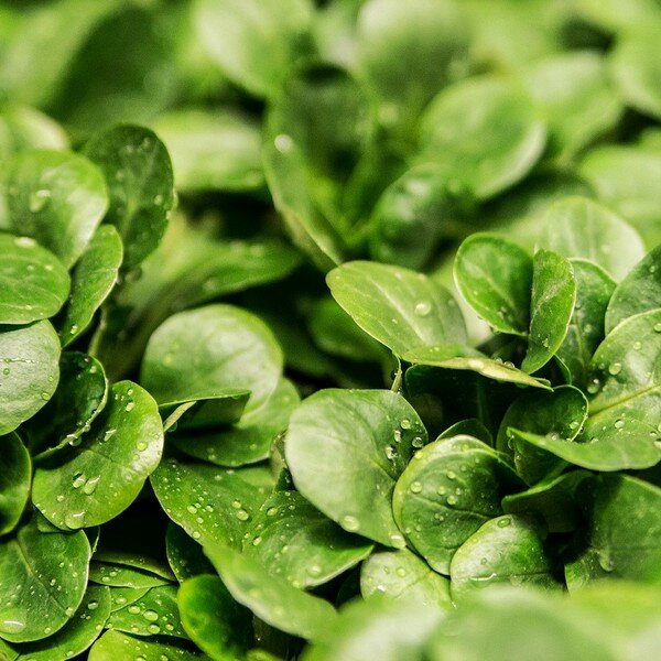 Zaaikalender augustus