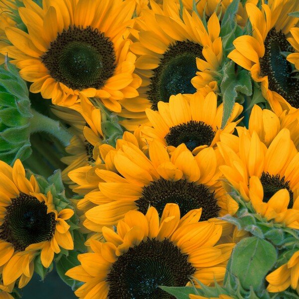 Zaaikalender september