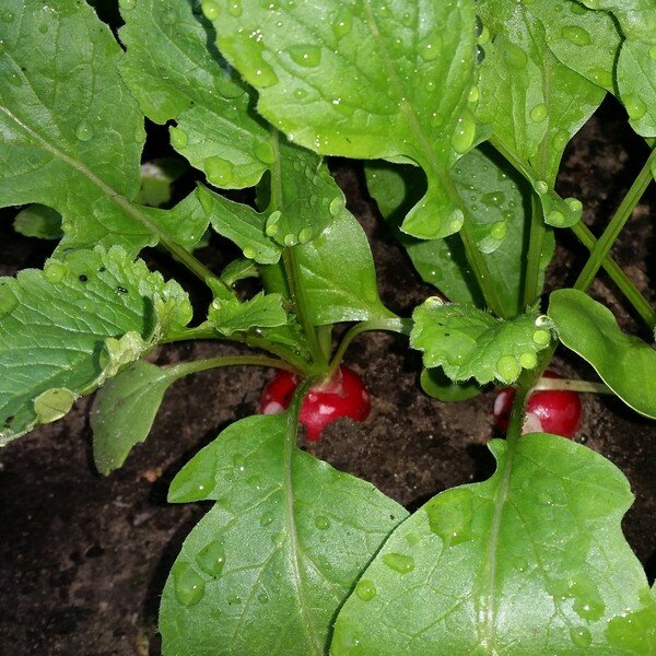 Zaaikalender oktober