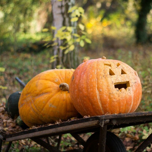 Zaaikalender november