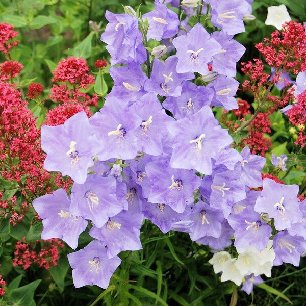 Karpatenklokje zaden