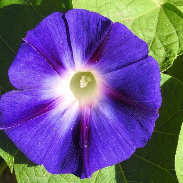 Klimmende Winde zaden