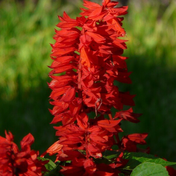 Salvia zaden