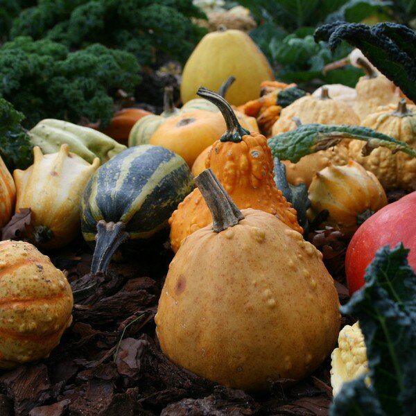 Sierkalebassen zaden