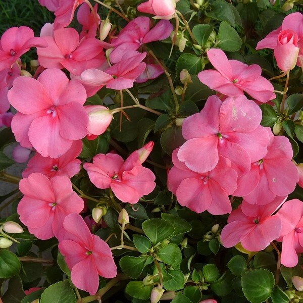 Vlijtig Liesje zaden