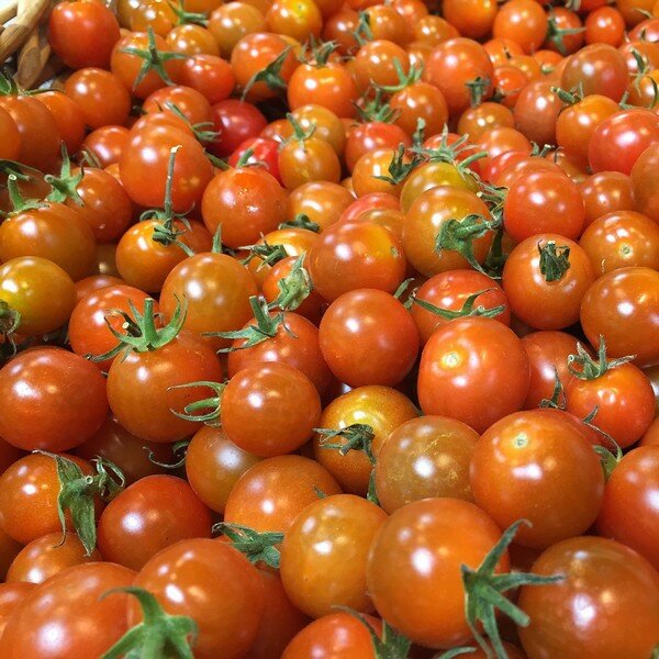 Zaden voor eenjarige planten