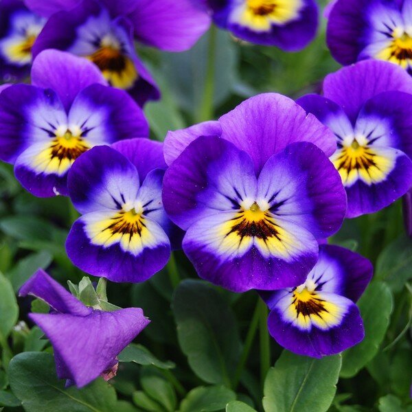 Zaden voor tweejarige planten