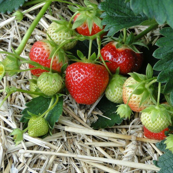 Zaden voor vaste planten