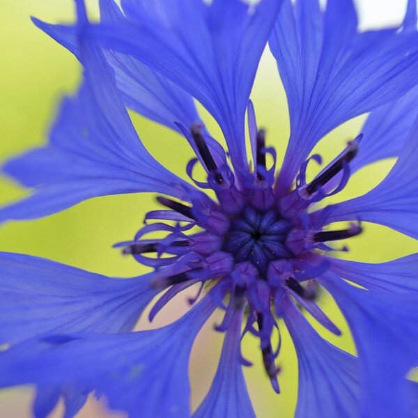 Blauwe bloemen