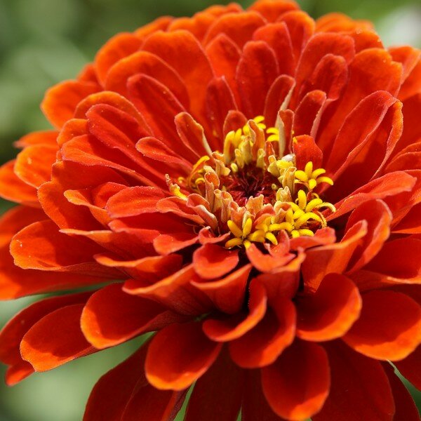 Oranje bloemen