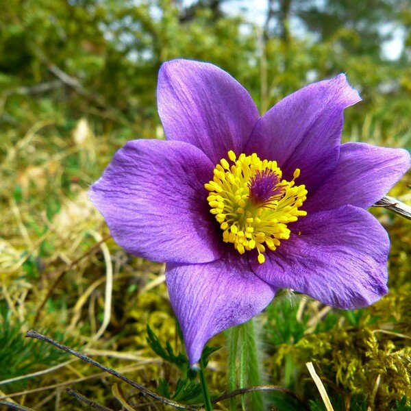 Wildemanskruid zaden