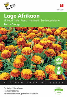 Lage Afrikaan Petite Orange zaden - voorkant