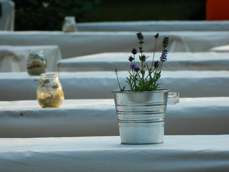 Lavendel in pot