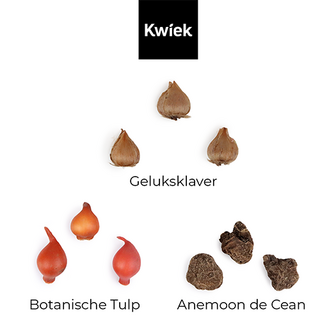 1000 bloemetjes bedankt - Bloembollen in buidel // Mijksje