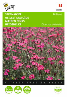 Steenanjer Brilliant (Dianthus) - voorkant