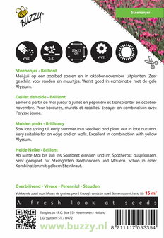 Steenanjer Brilliant (Dianthus) - achterkant