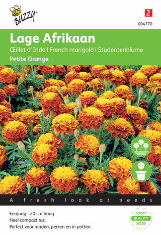 Lage Afrikaan Petite Orange zaden - voorkant