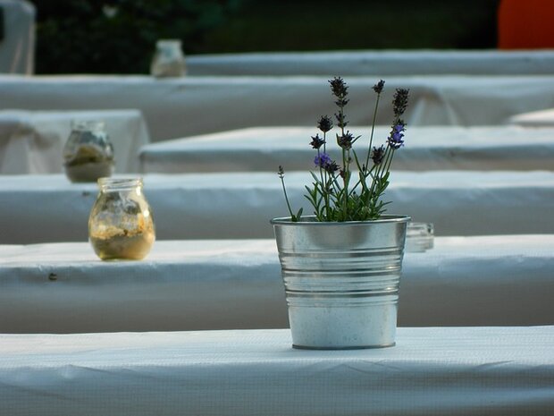 Lavendel in pot