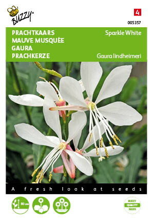 Prachtkaars Sparkle White Gaura lindheimeri zaden - voorkant