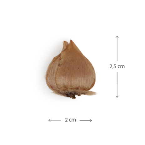 1000 bloemetjes bedankt - Bloembollen in buidel // Eef