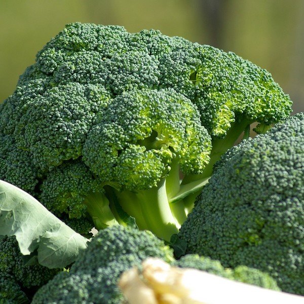Broccoli zaden kopen Tuindreef