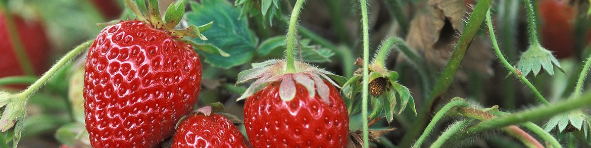 Aardbeien-kweken