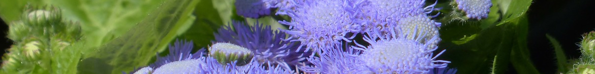 Ageratum-zaden